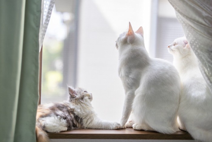 景色を眺める猫