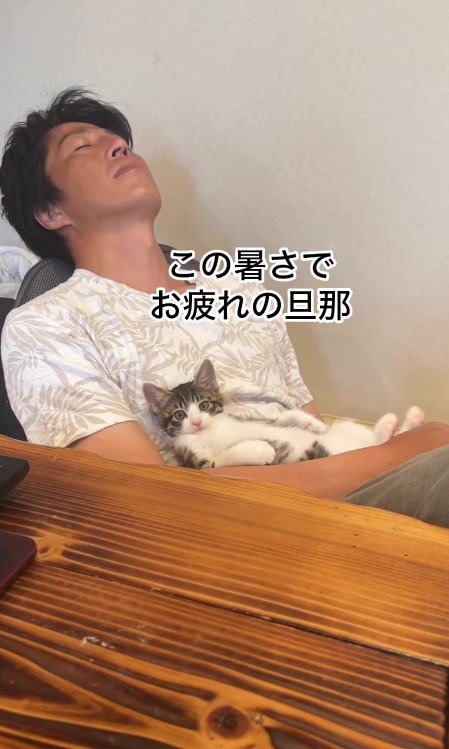 パパさんの上でくつろぐ子猫