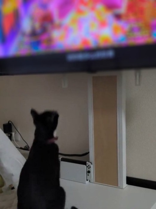 じっとテレビを見てる銀兵衛くん