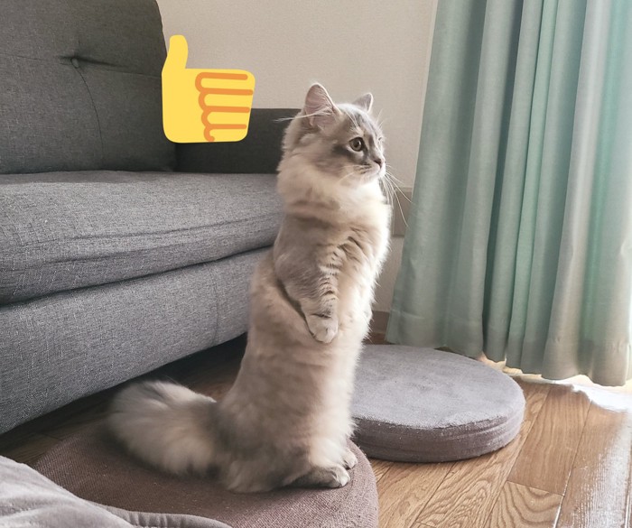 ソファーの前で立つ猫