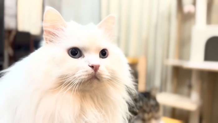 翌々日のシロちゃん