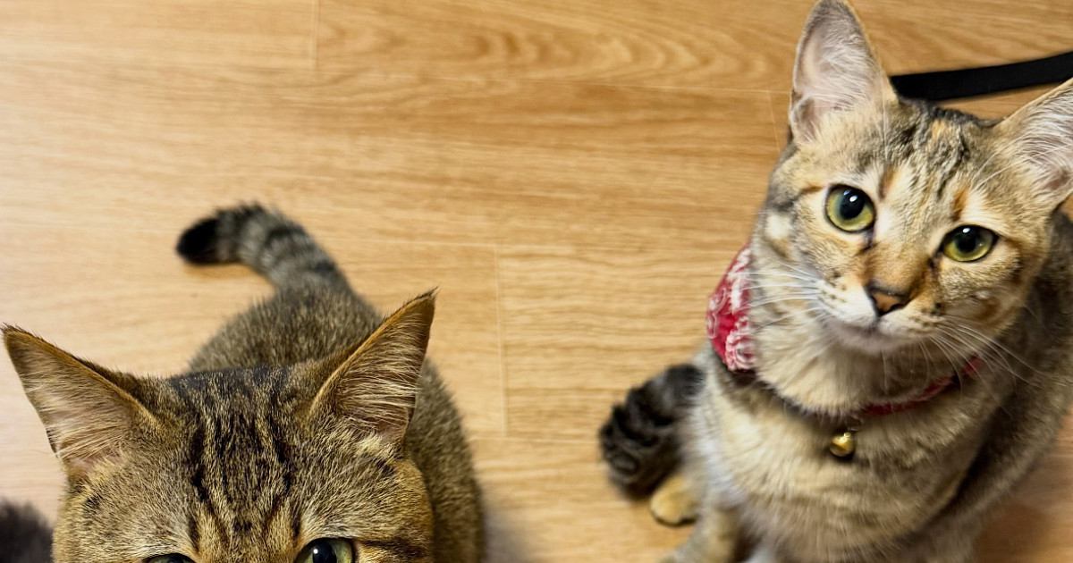 見上げる猫