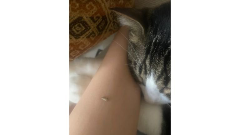 腕まくらしている猫