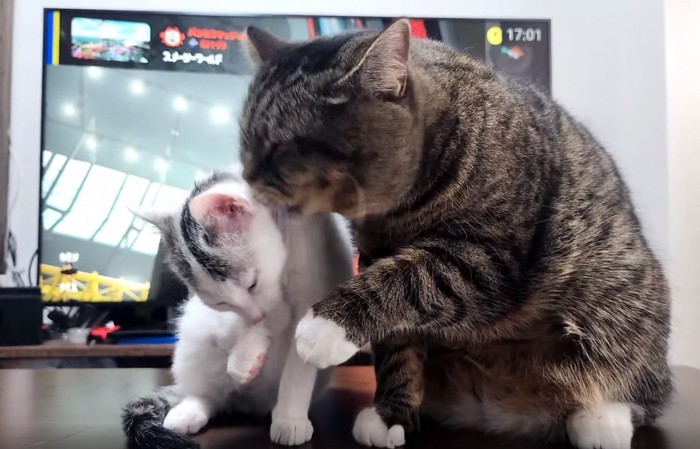 毛繕いする猫