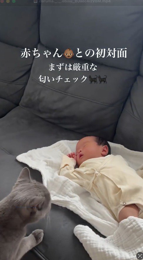 赤ちゃんに顔を近づけるグレーの猫