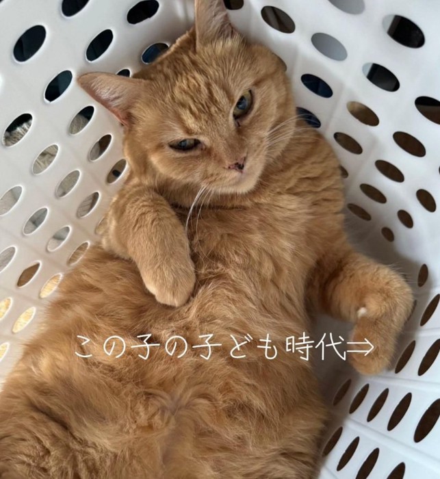 かごの中に入る猫