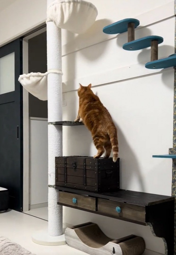 登ろうとする猫