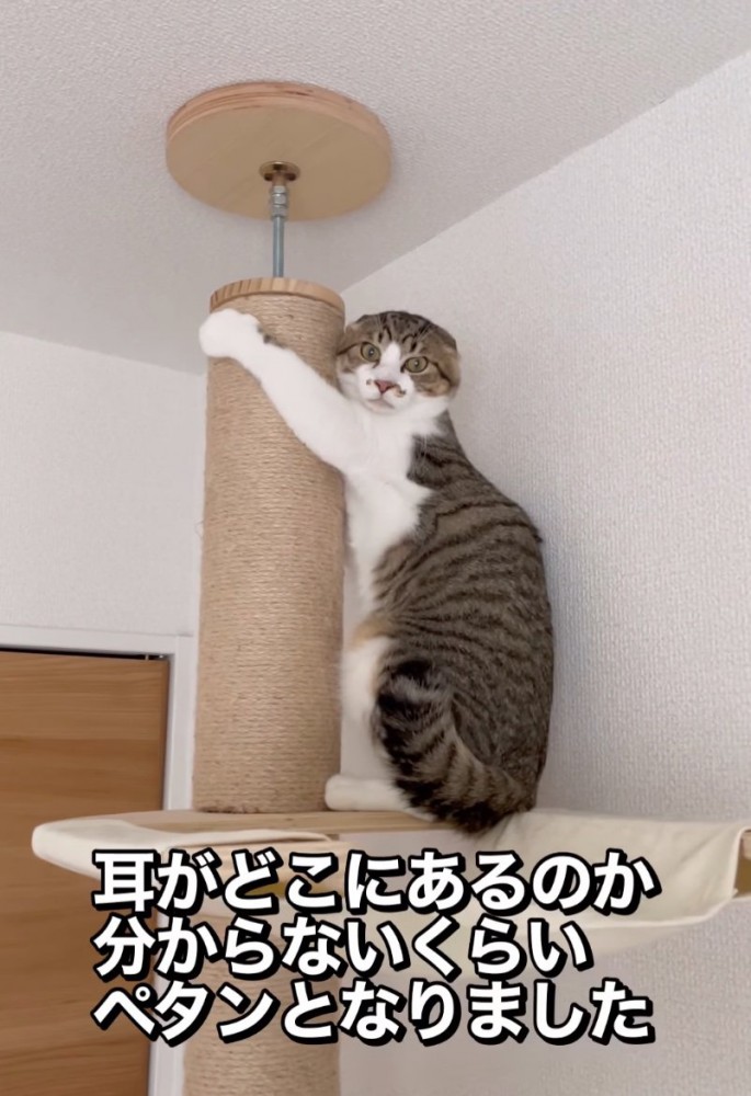耳がなくなる猫