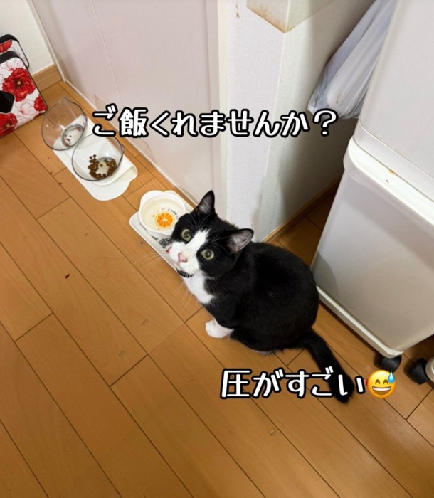 見上げる猫