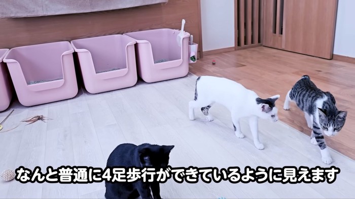 歩いている猫たち