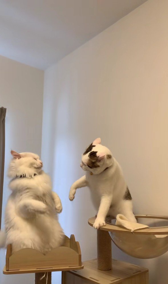 ケンカする猫