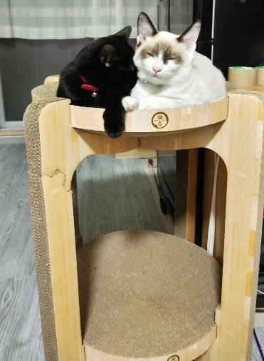 キャットタワーの上に座っている2匹の猫