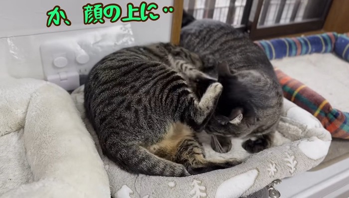 他の猫の顔の上に座る猫
