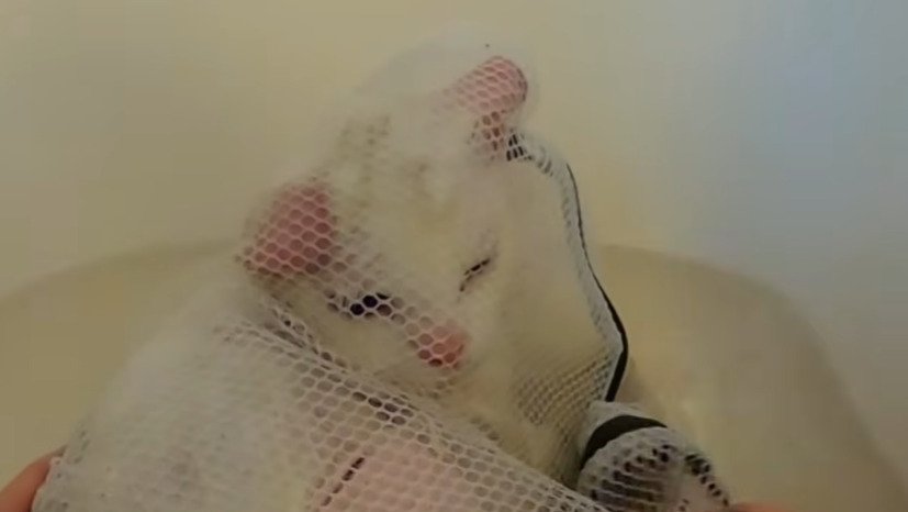 洗濯ネットに入ったシロちゃん