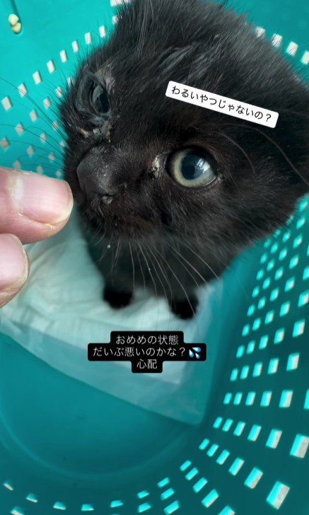 ケースの中の猫