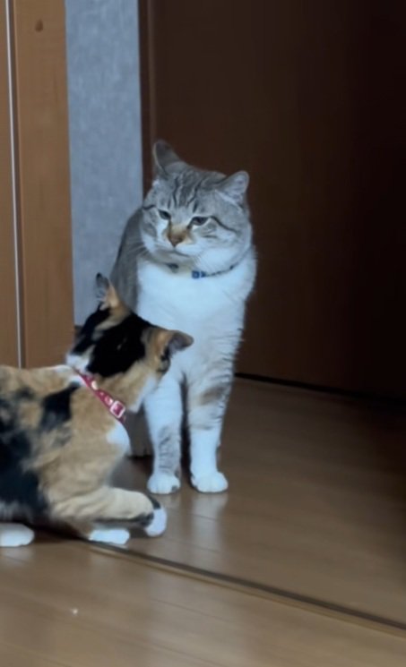 シャムトラの前で姿勢を低くする三毛猫