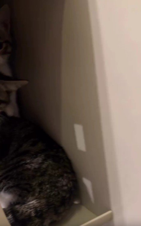 郵便受けに隠れる2匹の猫