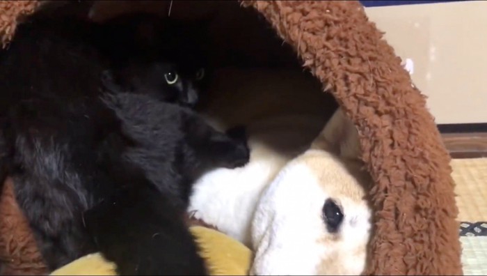 ハウスの中に入って外を振り向く猫