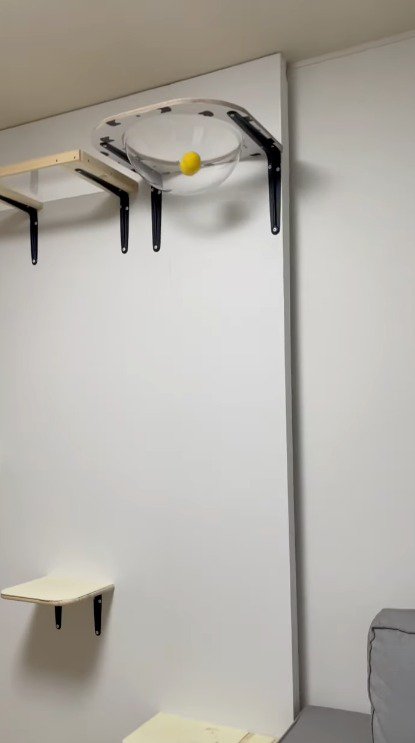 猫用ベッドの中に収まるボール