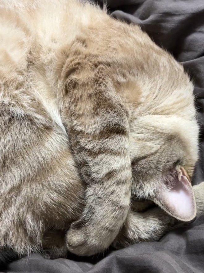 まぶしい寝の姿勢に戻った猫(手は足を抱えている)