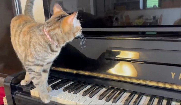 1歩ずつゆっくりと歩く猫
