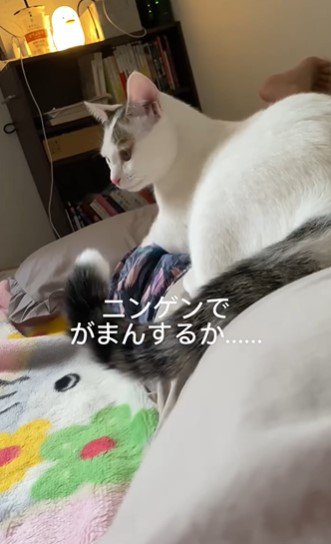 ニンゲンでがまんしてあげる…