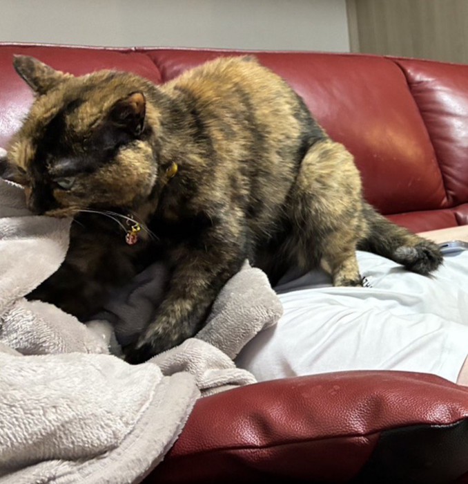 飼い主の顔の上にある毛布を前足で揉むサビ猫