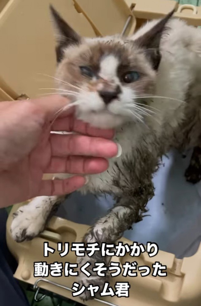 顔をなでられる猫