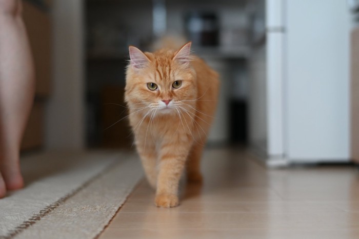 近づく猫