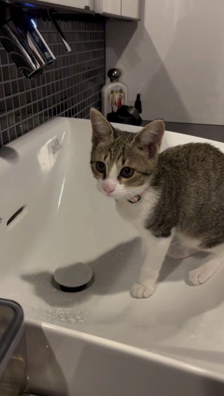 洗面ボウルの中に入る子猫