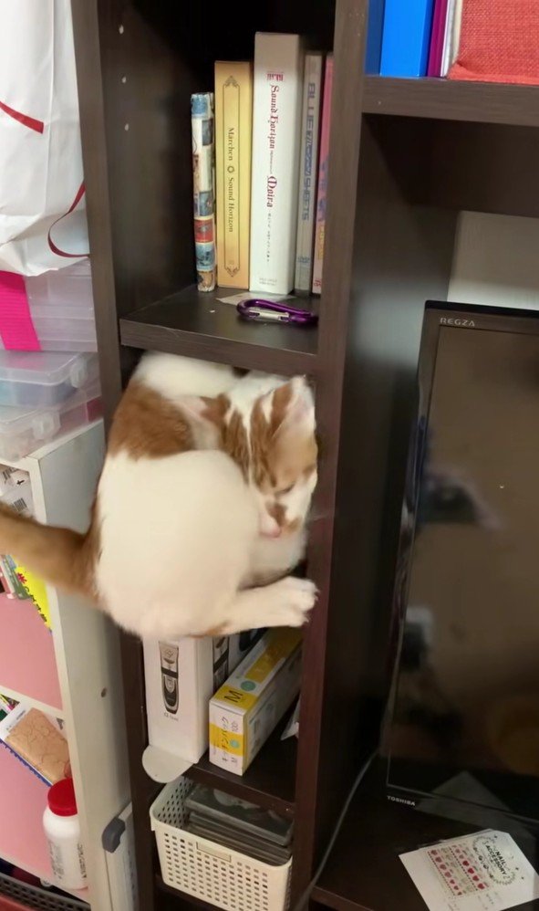 棚に入っている猫