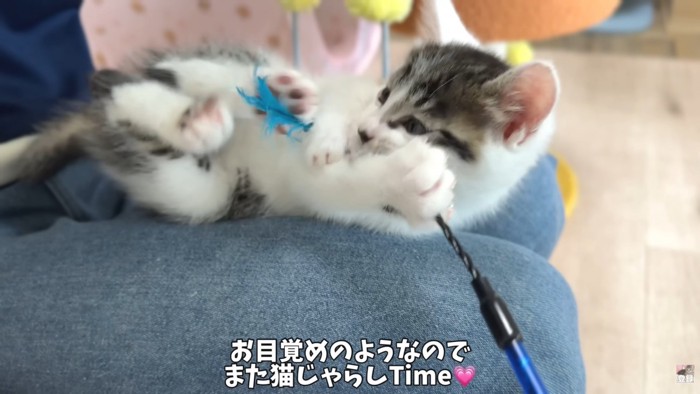 テロップ「お目覚めのようなので~」