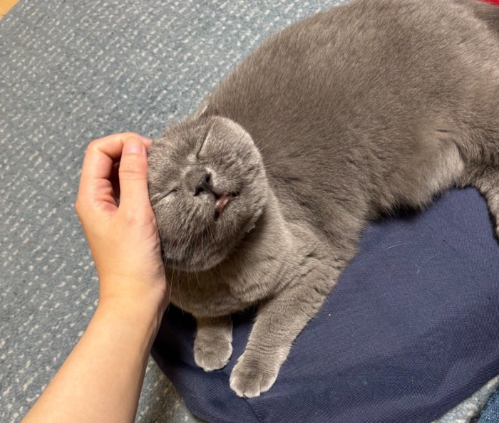 撫でてもらって上を向く猫