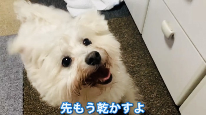 パパを見るビションフリーゼ