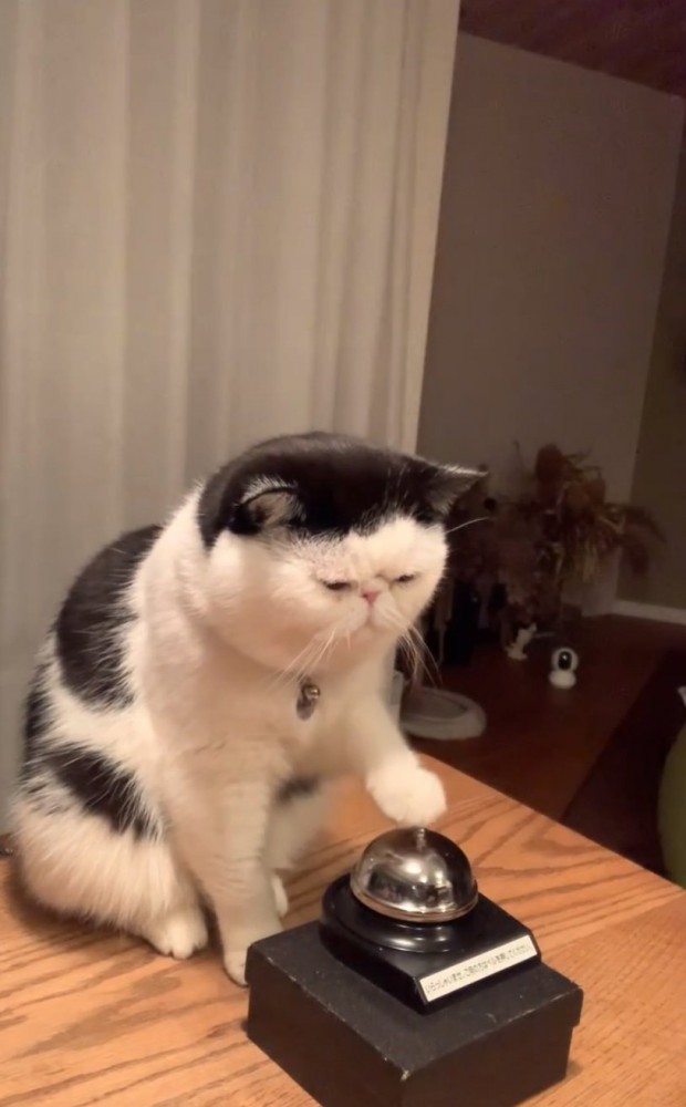 ベルを鳴らす猫