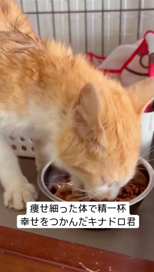 皿に出されたご飯を食べる猫