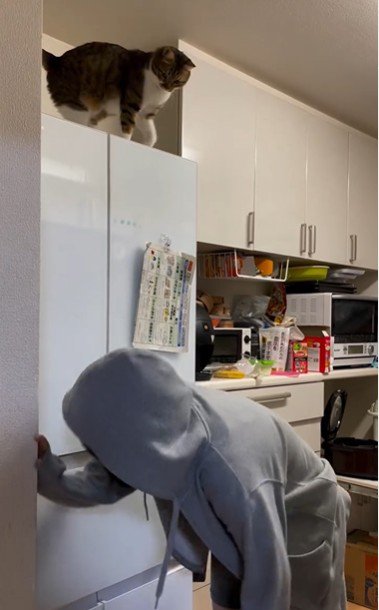 冷蔵庫の上に座っている猫とそれを見ている人