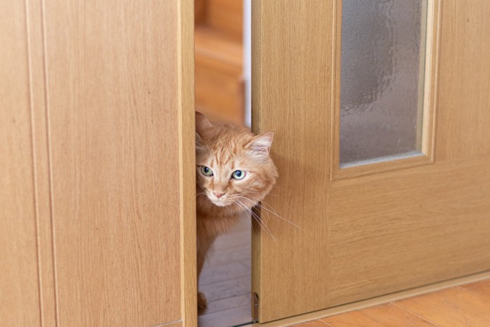 開いた戸の隙間からのぞく猫