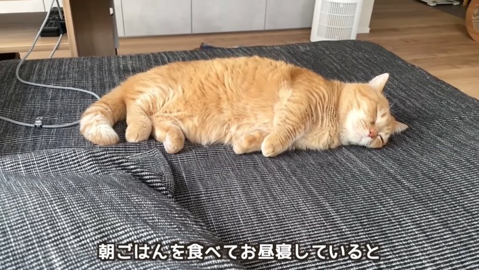 寝ている猫