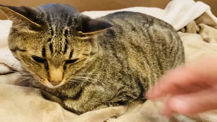 毛布の上で寛ぐキジトラ猫