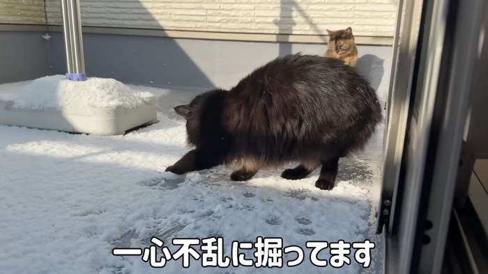 雪で遊ぶ黒猫1