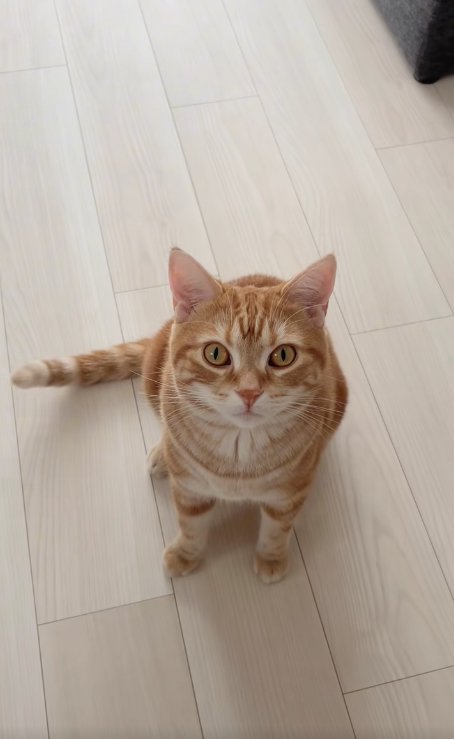 フローリングでお座りをしている猫