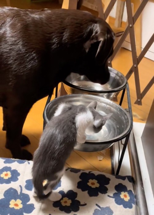 犬用の水を飲む子猫