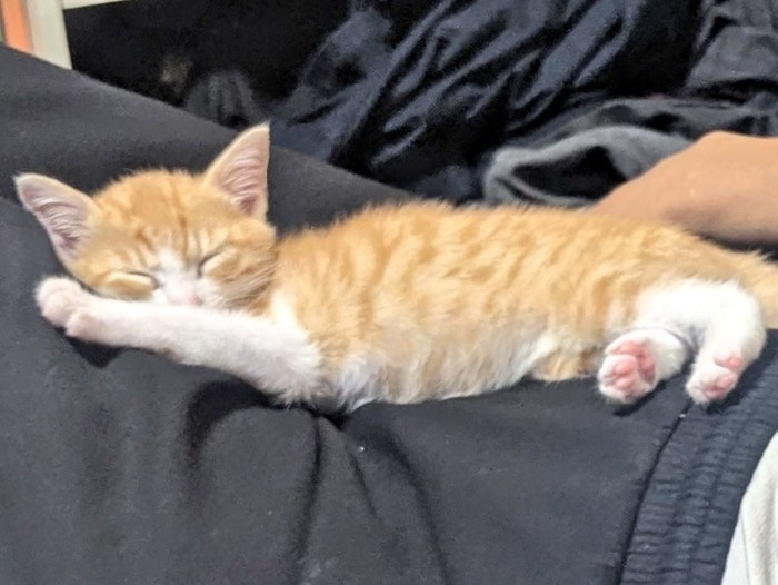 お父さんの足の上で伸びきって眠る子猫