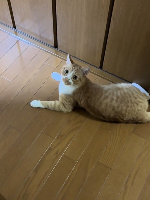 カメラ目線の猫