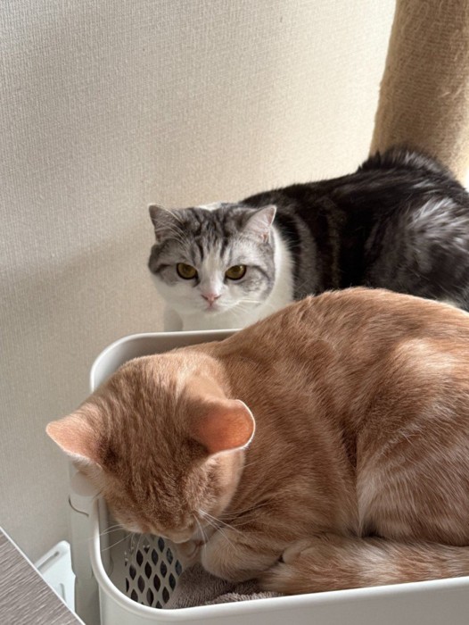 白グレーの猫と茶トラ猫