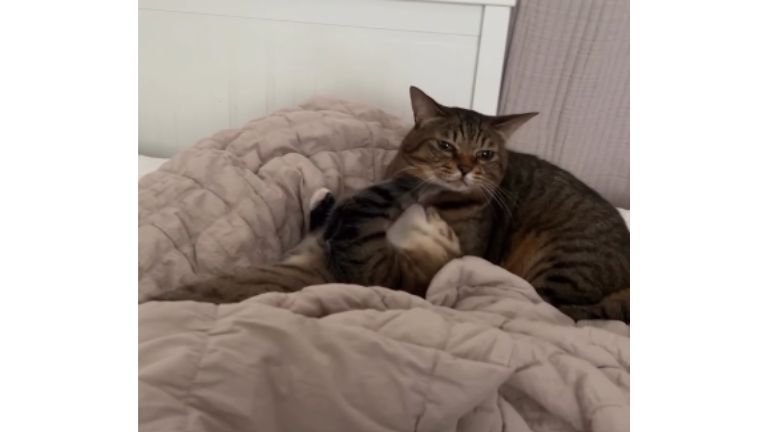 室内にいる猫