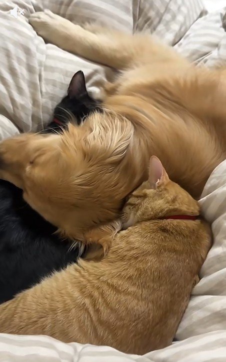 寝ている犬と2匹の猫