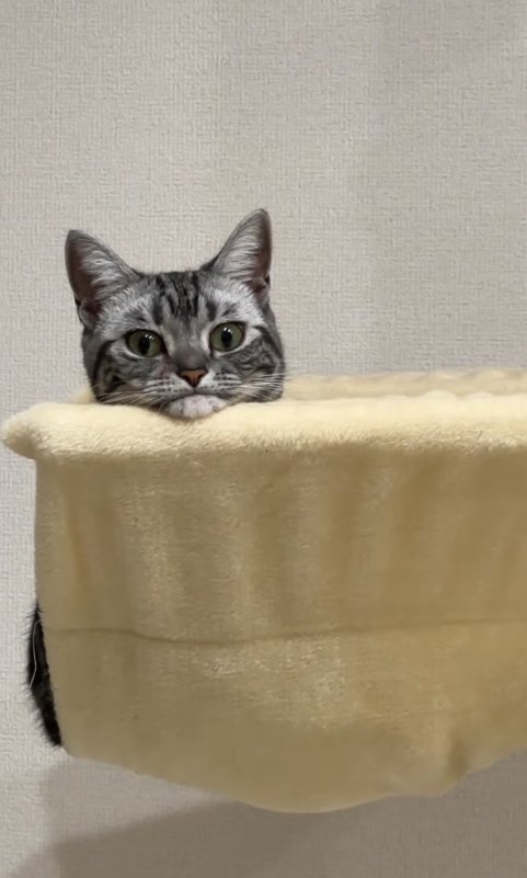 ハンモックの中にいるやや画面下側を見ている猫