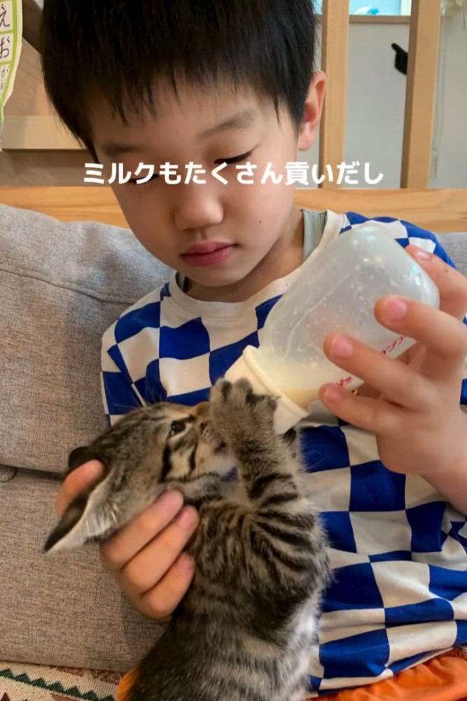 ミルクを飲む子猫
